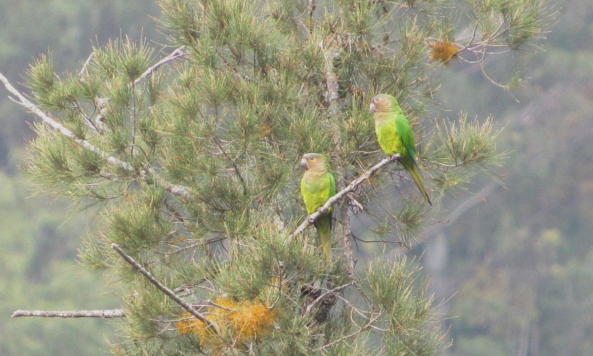 Brown-throated Parakeet - ML627962952