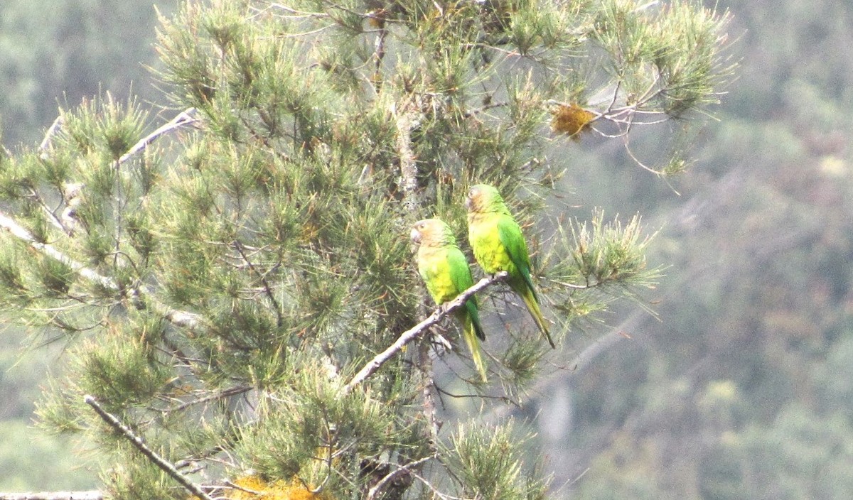 Brown-throated Parakeet - ML627962953