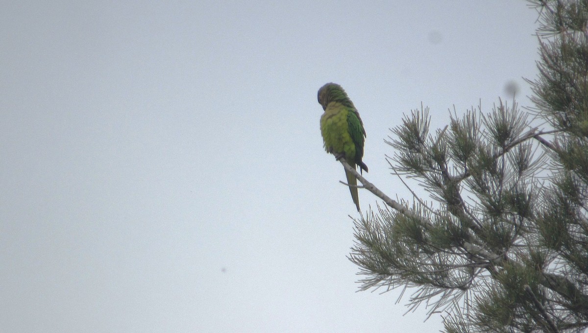 Brown-throated Parakeet - ML627962954