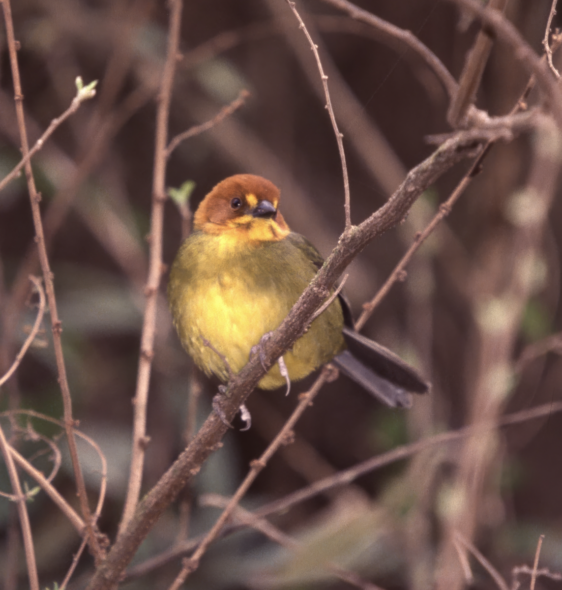 Fulvous-headed Brushfinch - ML627962995