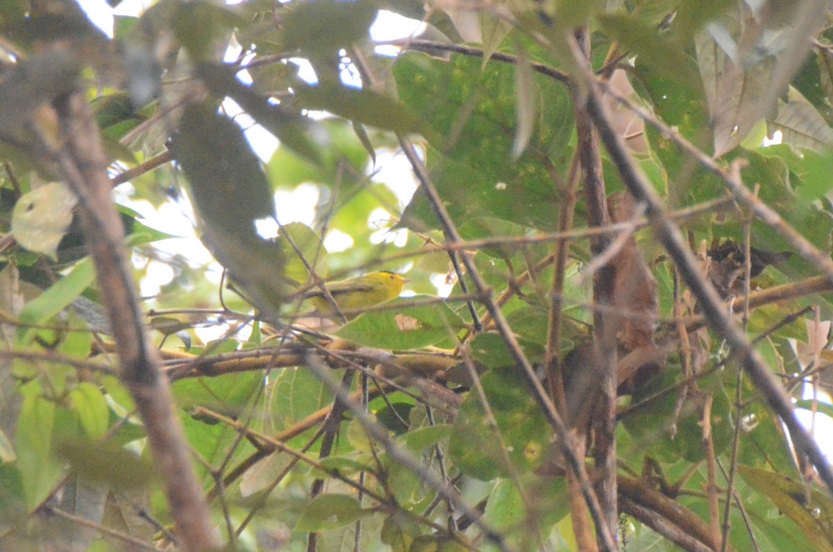 Wilson's Warbler - ML627963077