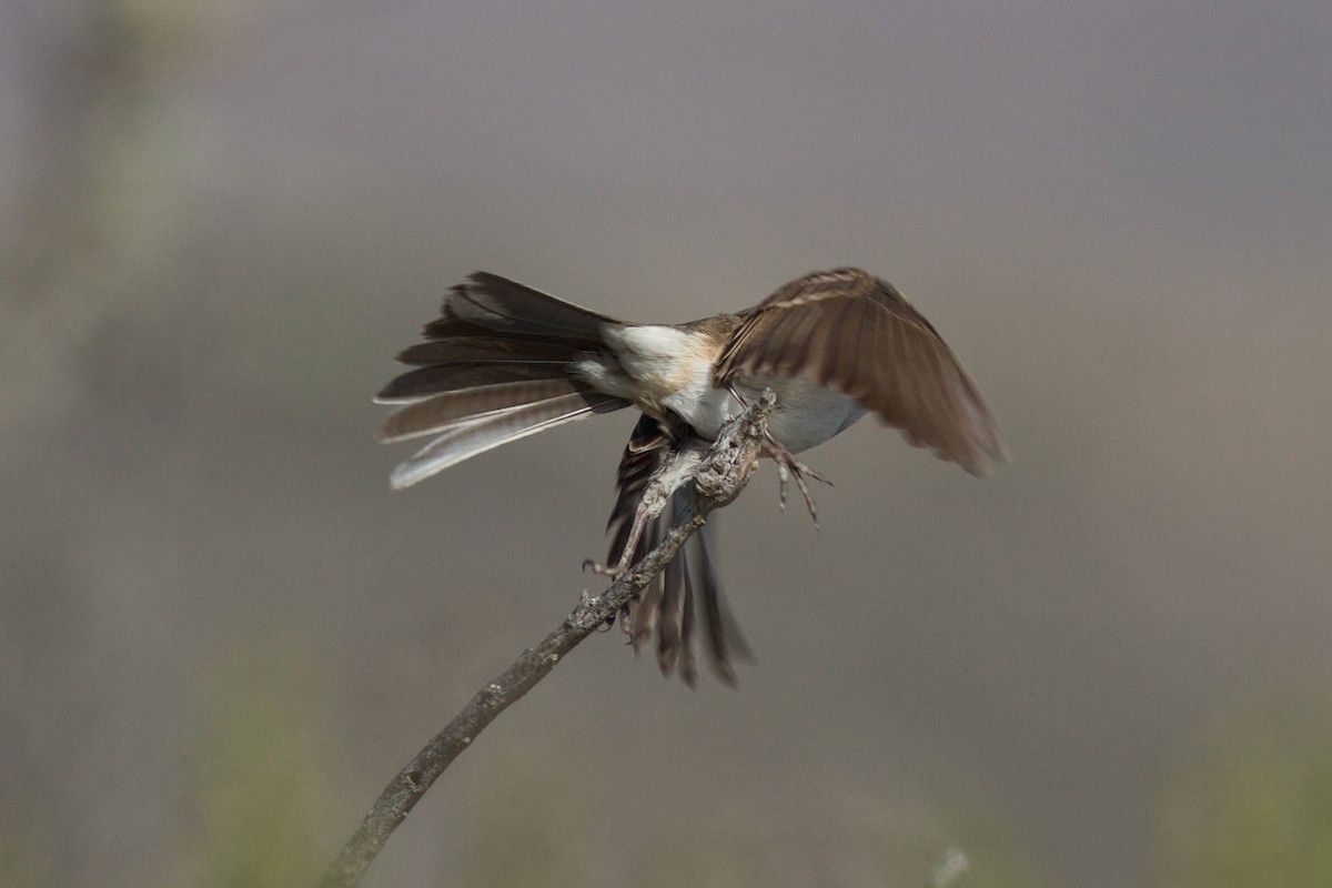 Bell's Sparrow (clementeae) - ML627963115