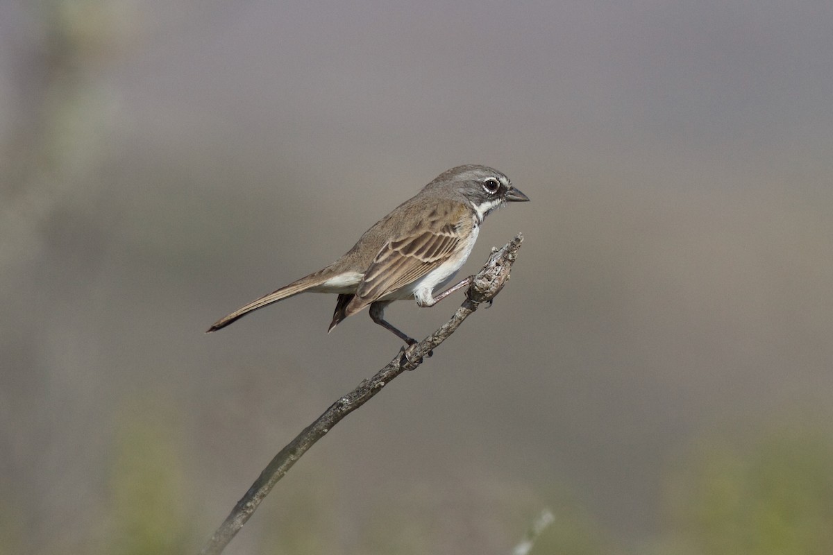 Bell's Sparrow (clementeae) - ML627963116