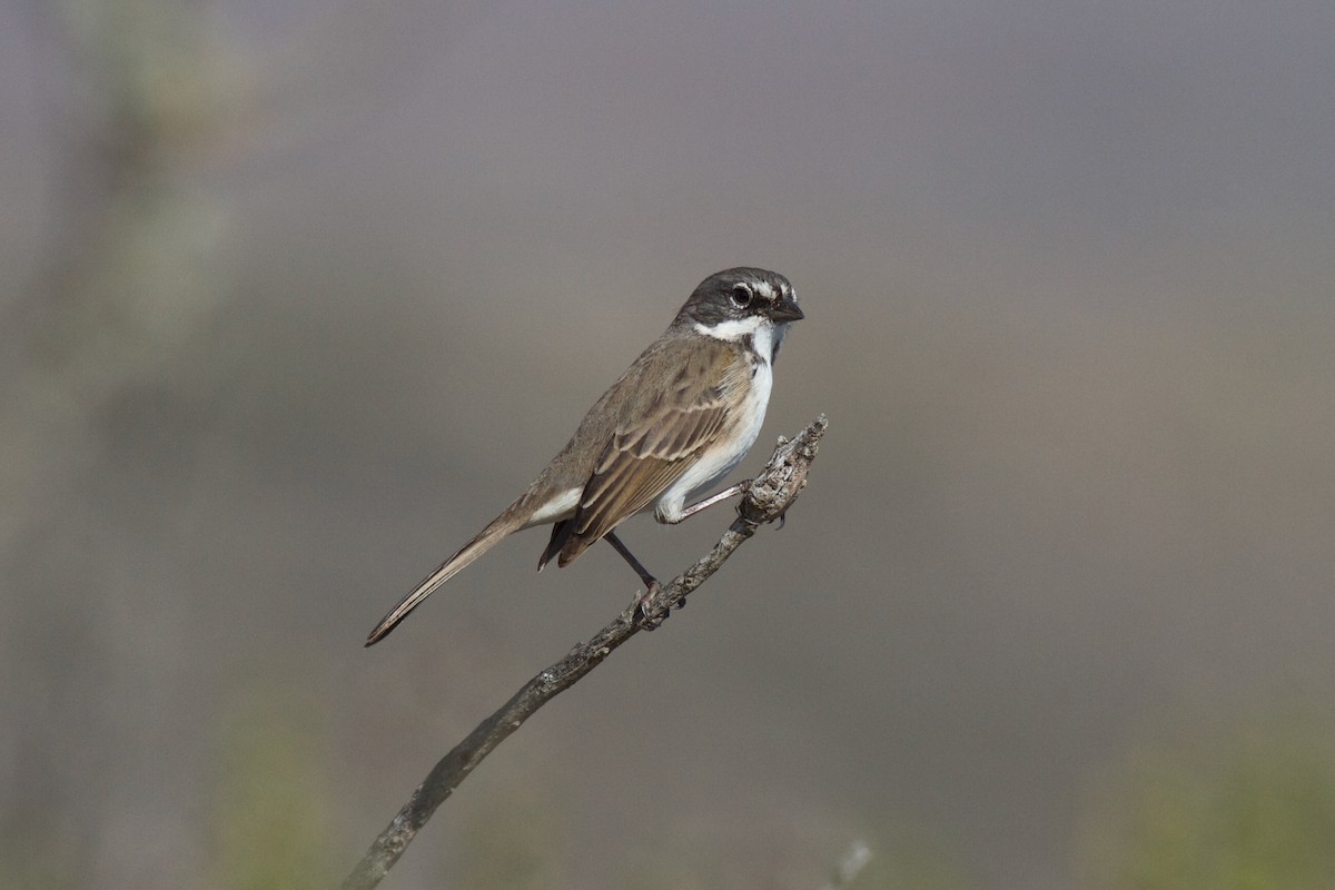 Bell's Sparrow (clementeae) - ML627963117