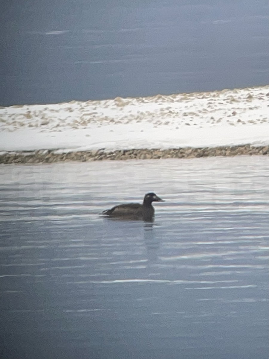 White-winged Scoter - ML627963126
