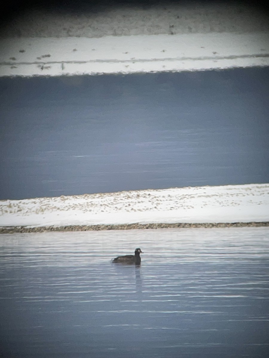 White-winged Scoter - ML627963127