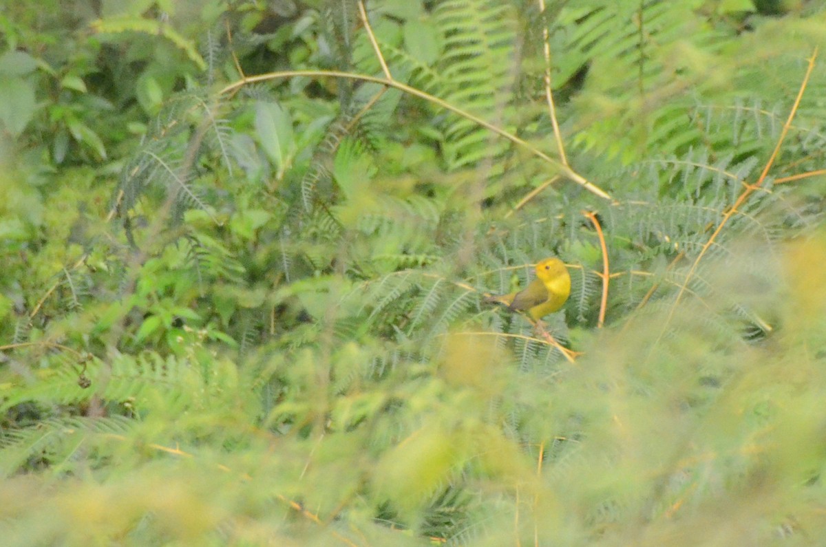 Wilson's Warbler - ML627963136