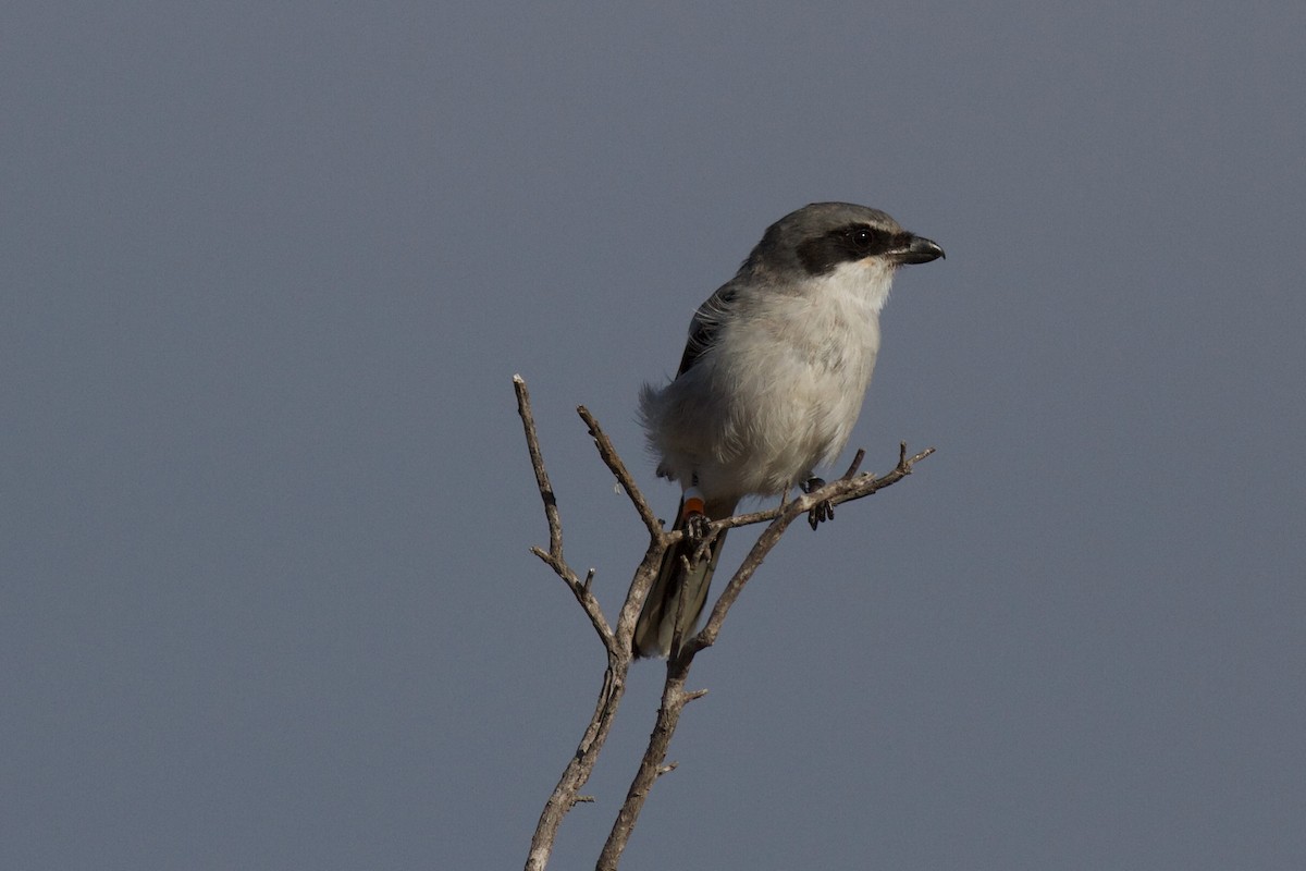 Loggerhead Shrike - ML627963151