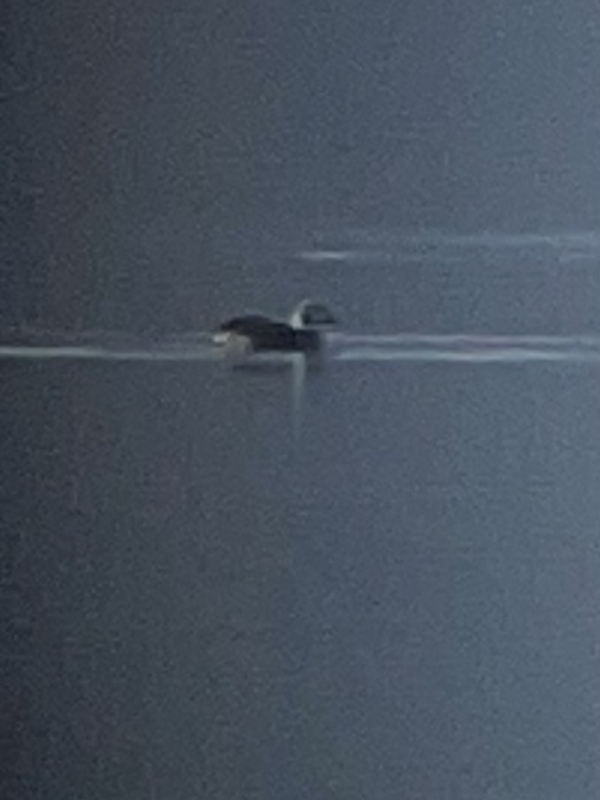 Long-tailed Duck - ML627963171