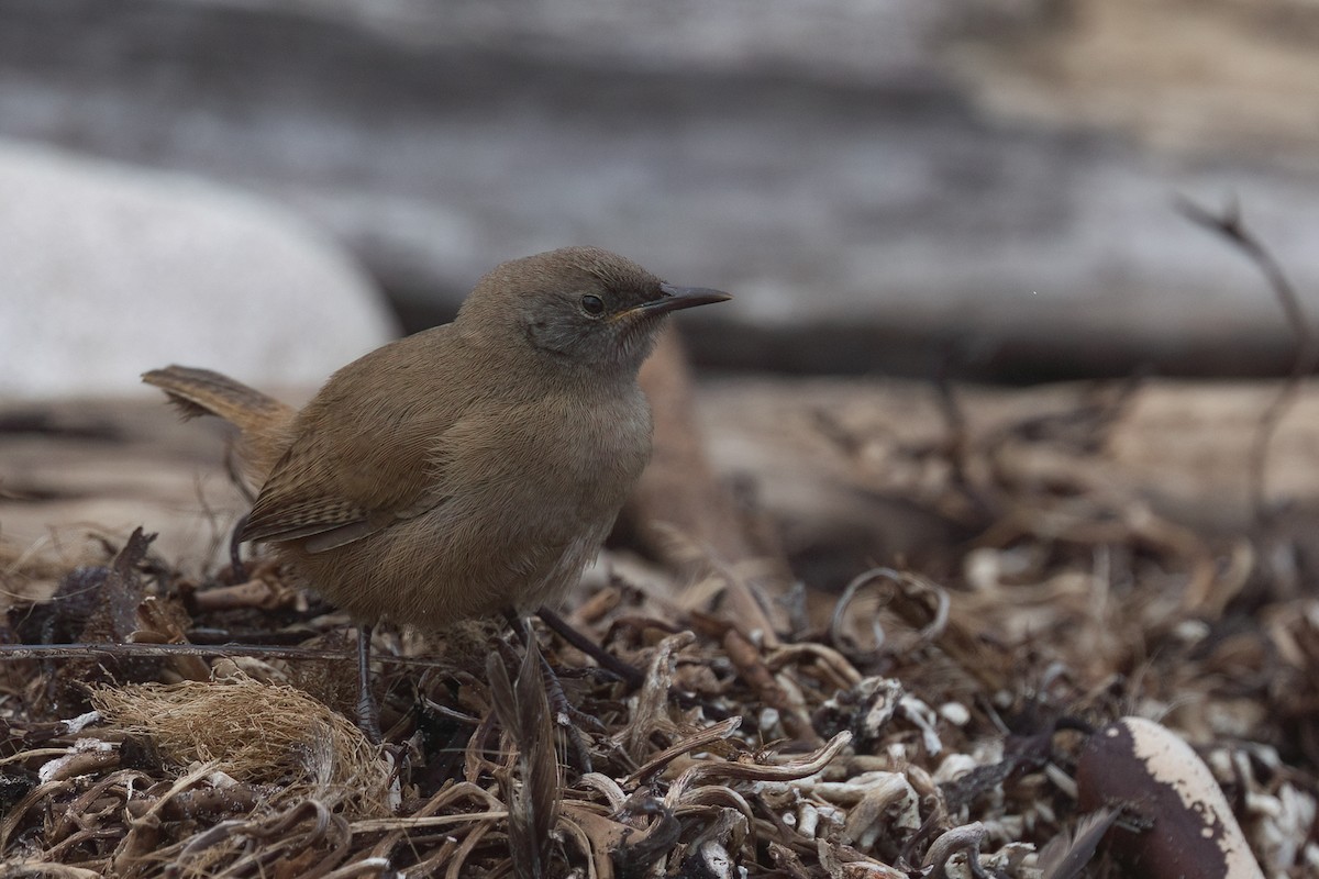 Cobb's Wren - ML627963314