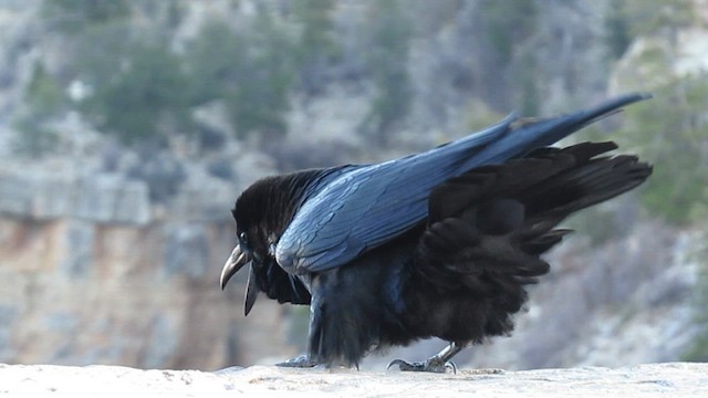 Common Raven - ML627963322