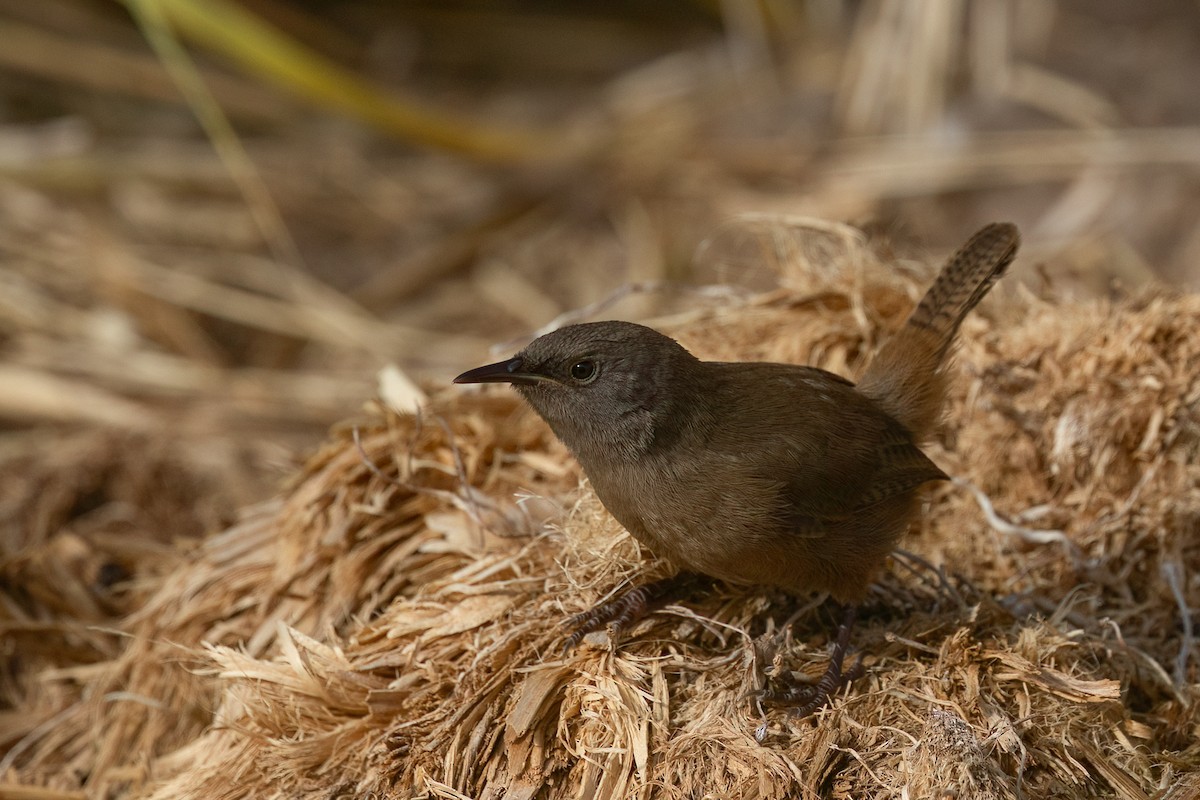 Cobb's Wren - ML627963392