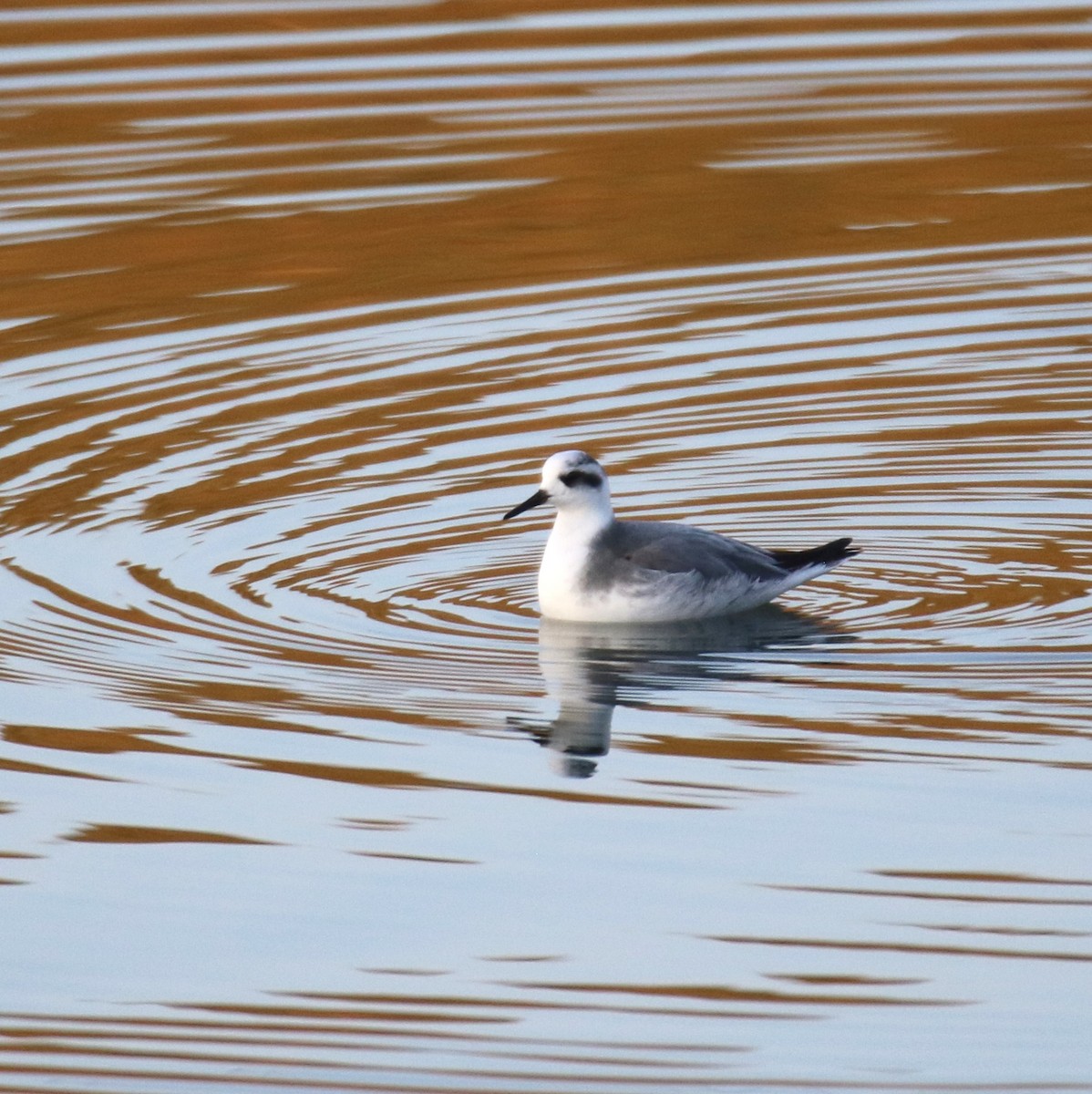 Red Phalarope - ML627963393