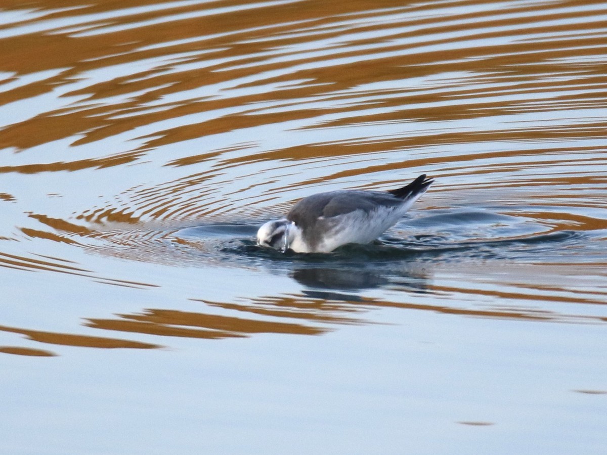 Red Phalarope - ML627963394