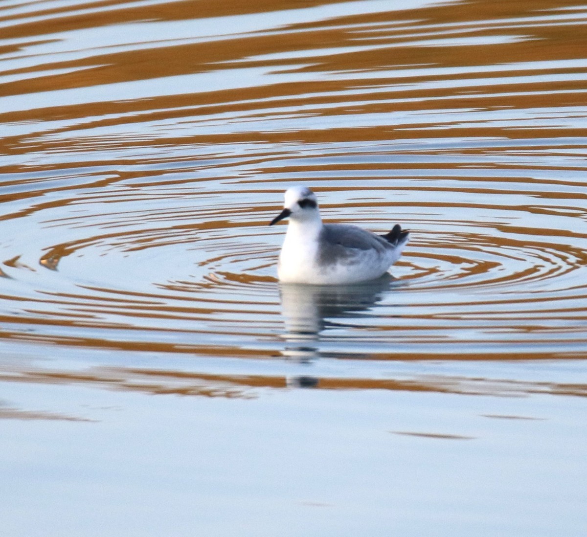 Red Phalarope - ML627963395