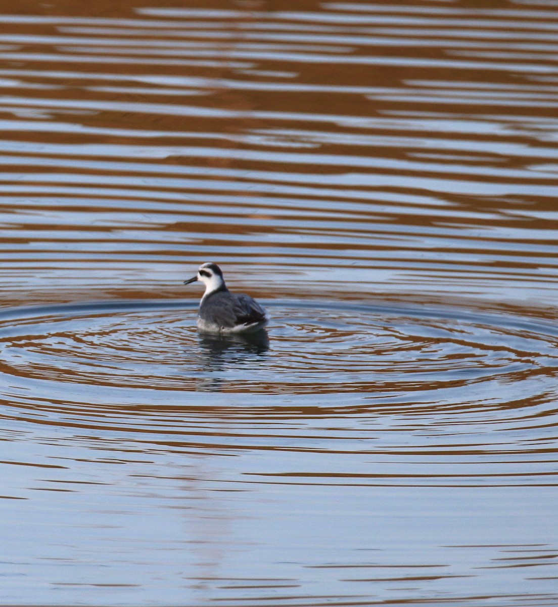 Red Phalarope - ML627963396