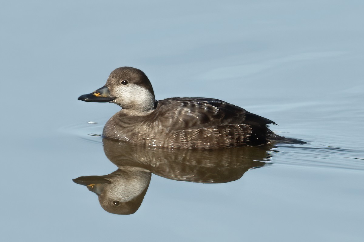 Black Scoter - ML627963399