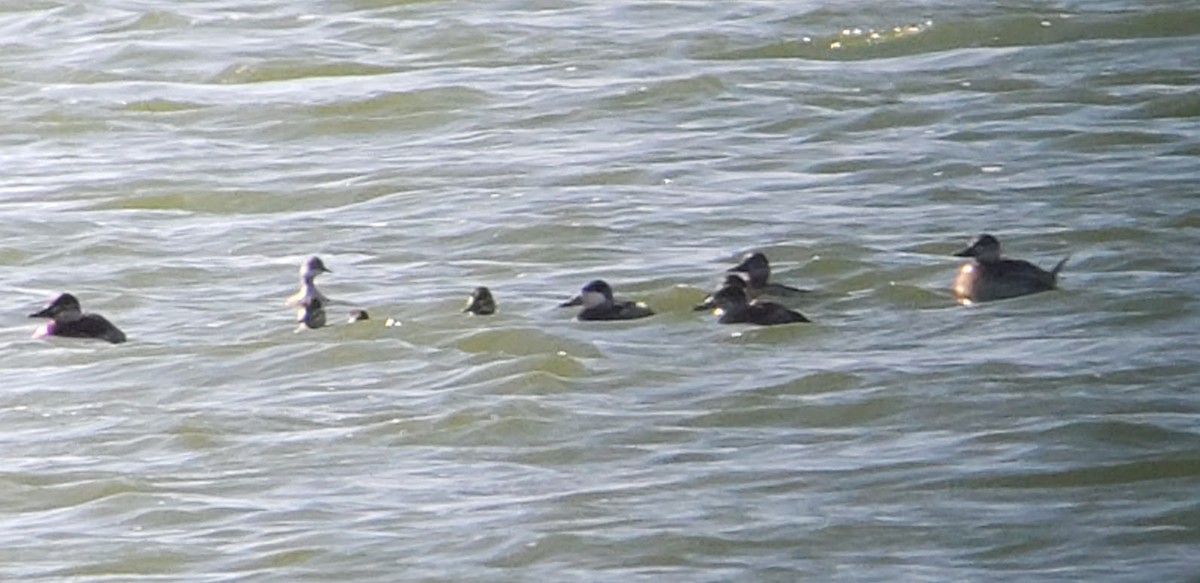 Ruddy Duck - ML627963453