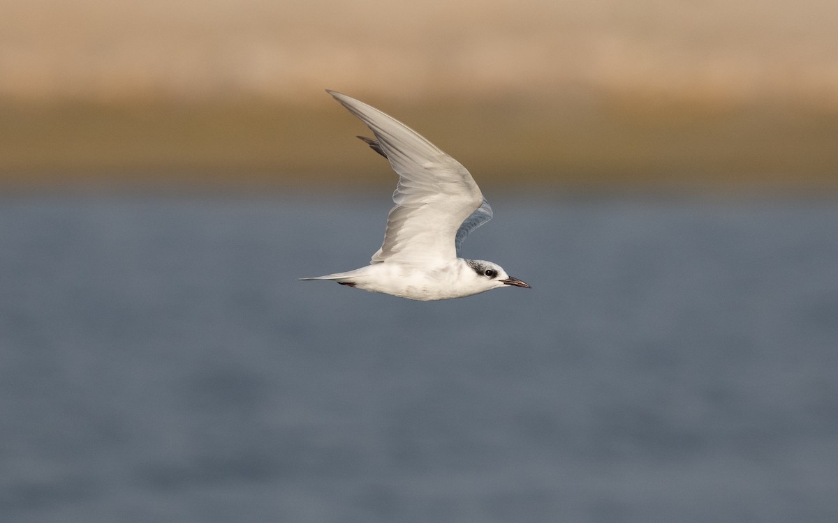 Whiskered Tern - ML627963462