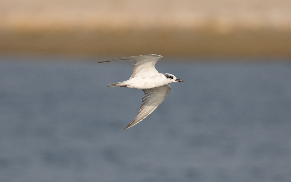 Whiskered Tern - ML627963463