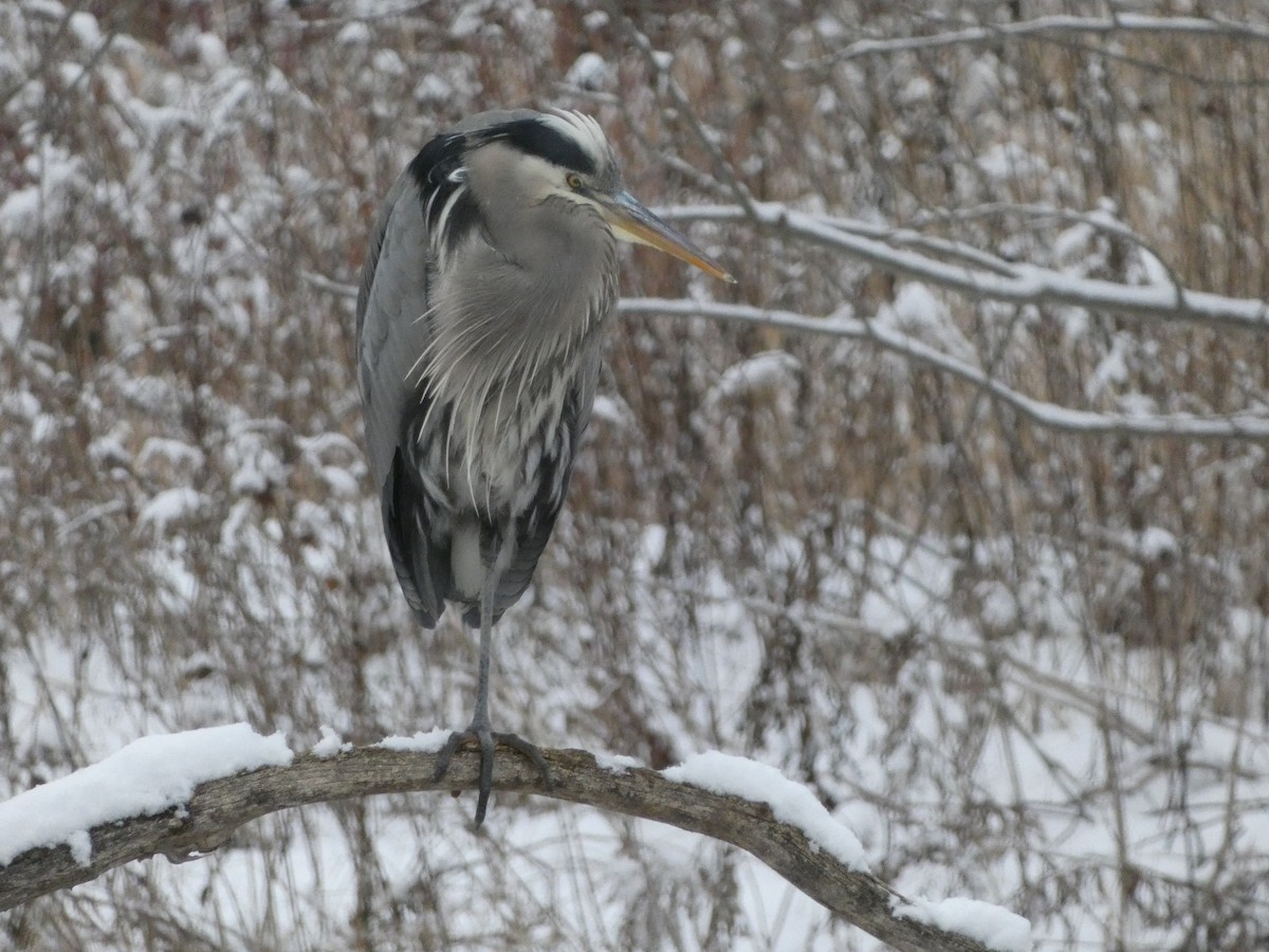 Great Blue Heron - ML627963547