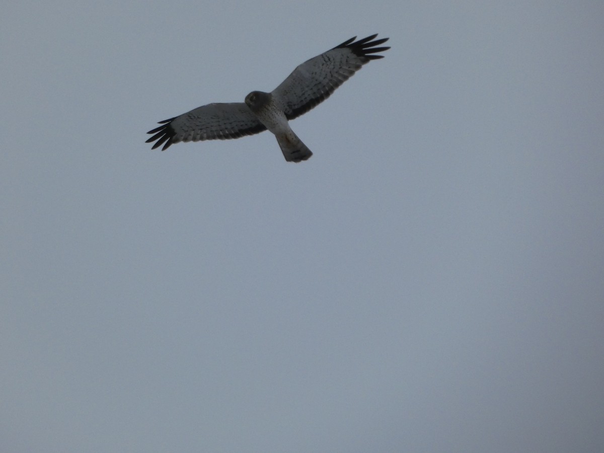 Northern Harrier - ML627963575