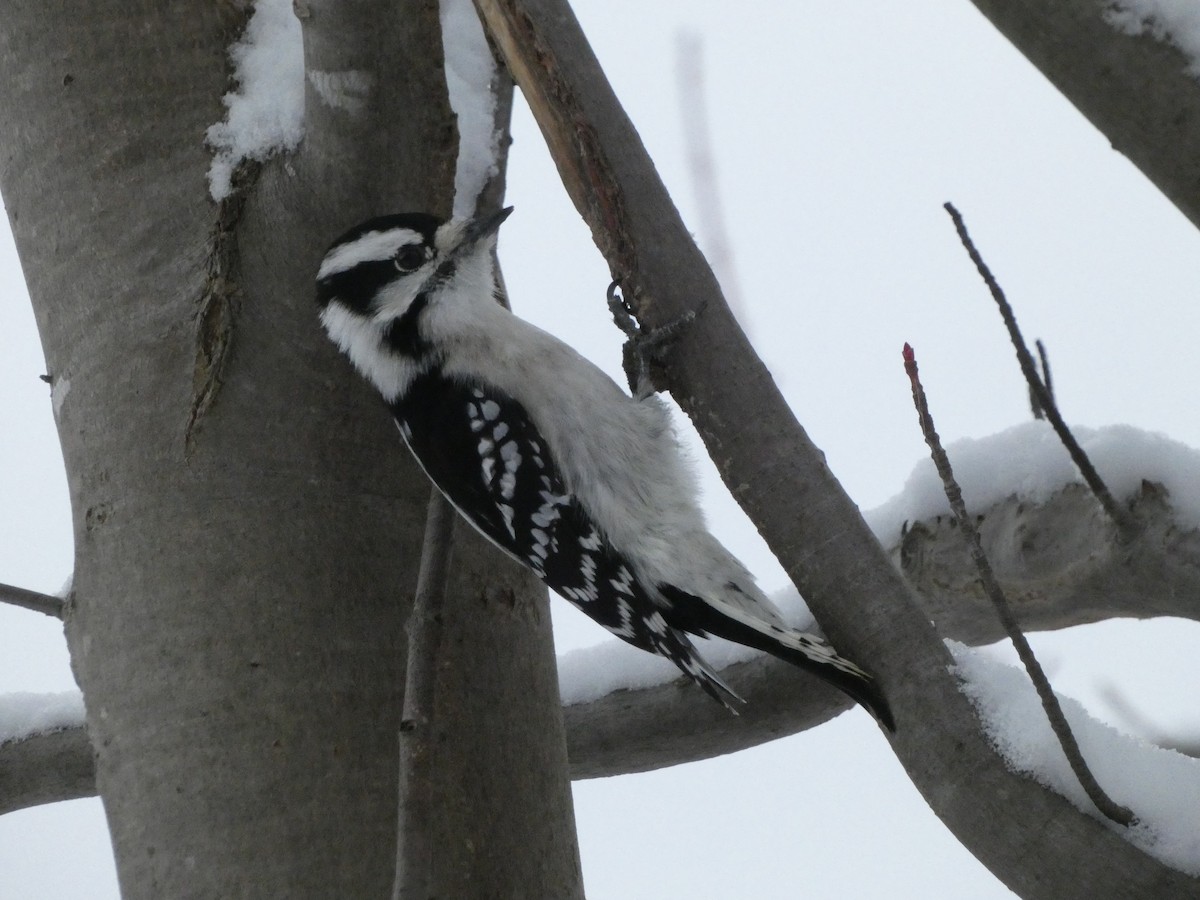 Downy Woodpecker - ML627963593