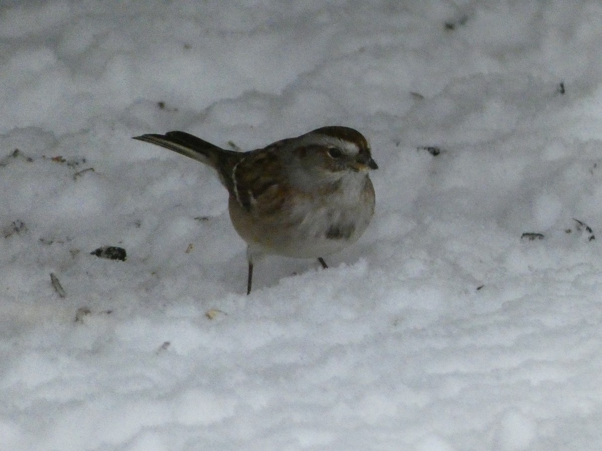 American Tree Sparrow - ML627963619