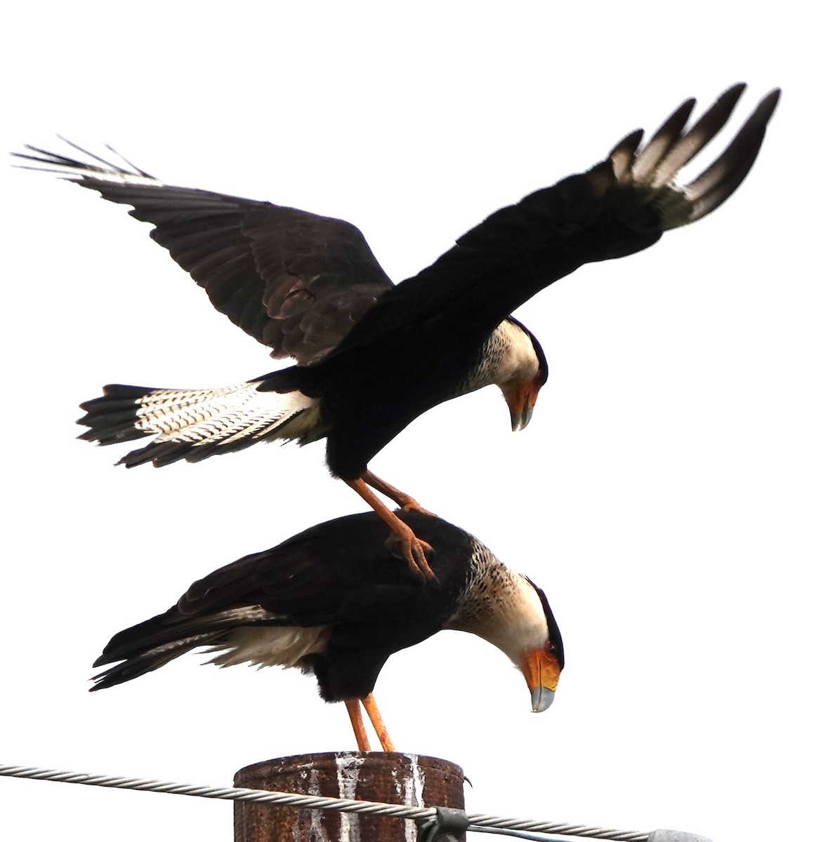 Crested Caracara (Northern) - ML627963630