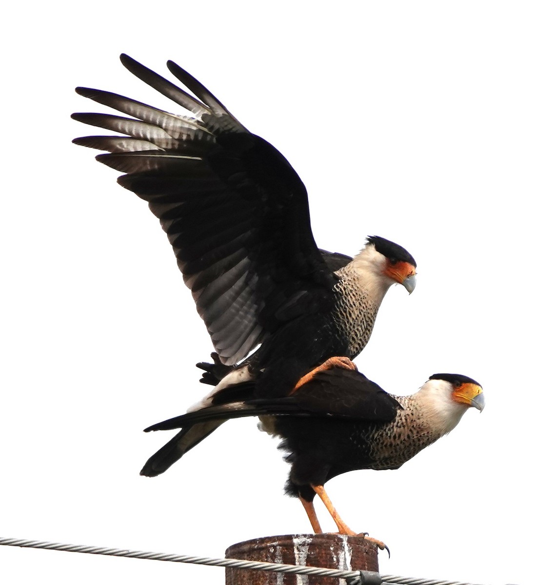 Crested Caracara (Northern) - ML627963631