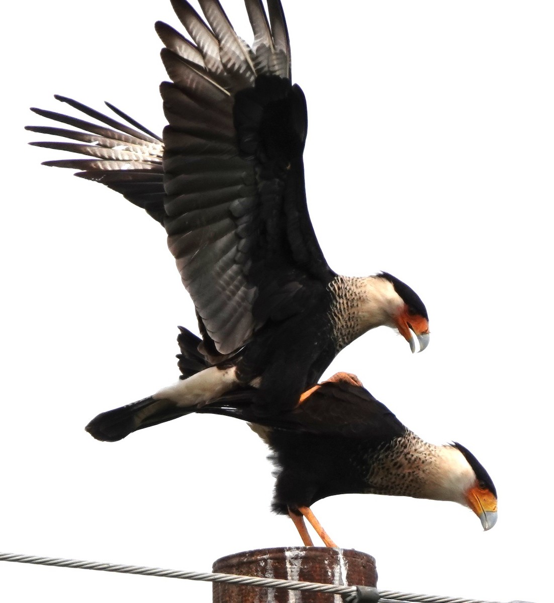 Crested Caracara (Northern) - ML627963632