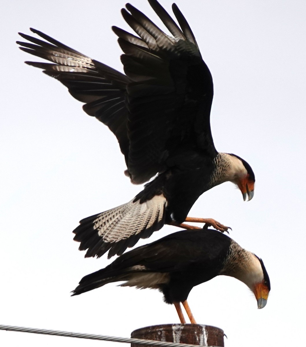 Crested Caracara (Northern) - ML627963633