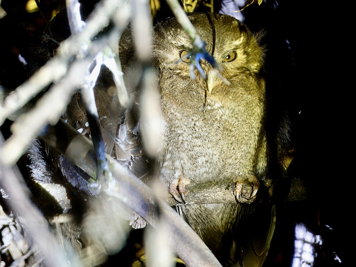 Long-whiskered Owlet - ML627963684