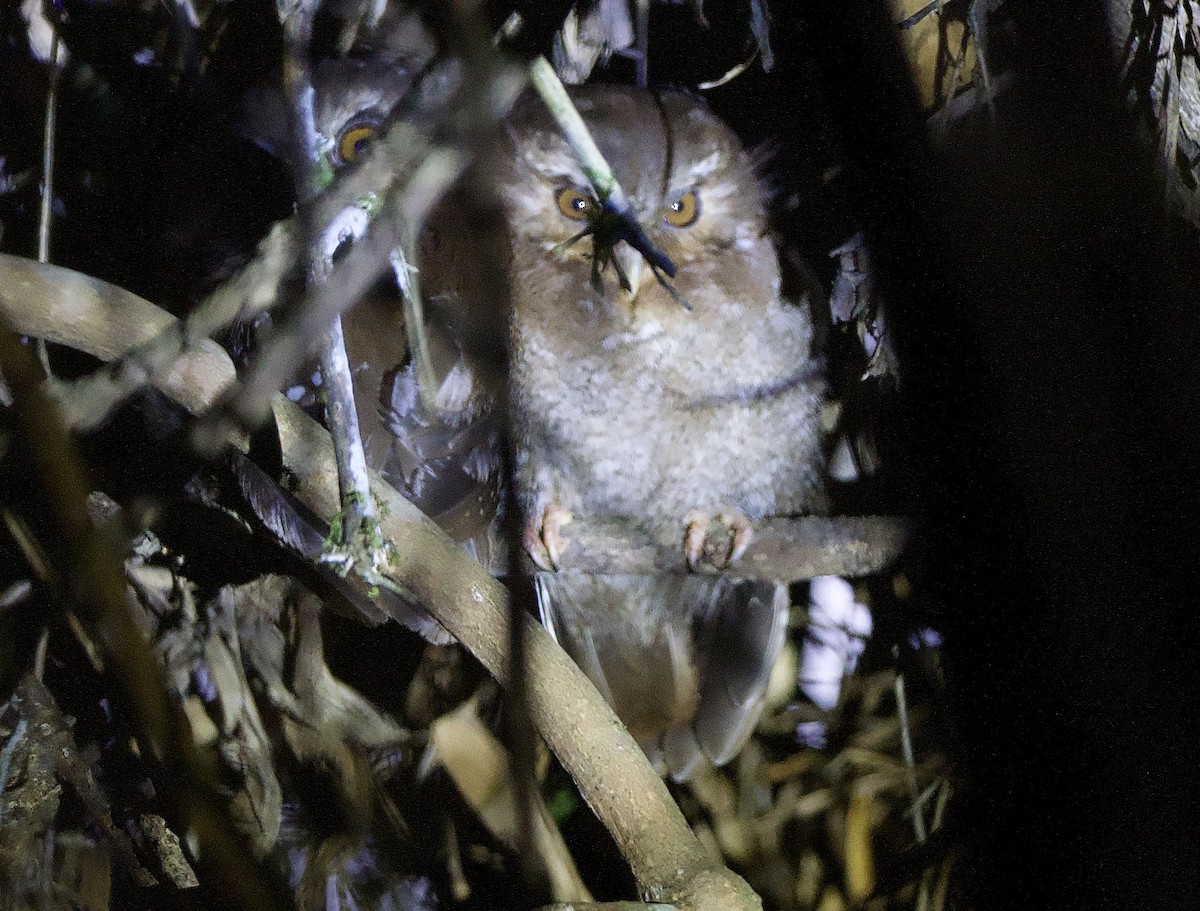 Long-whiskered Owlet - ML627963687