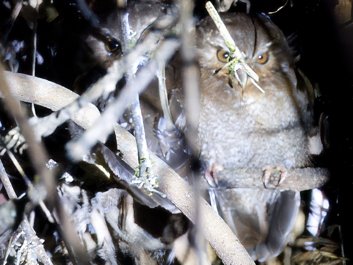 Long-whiskered Owlet - ML627963688