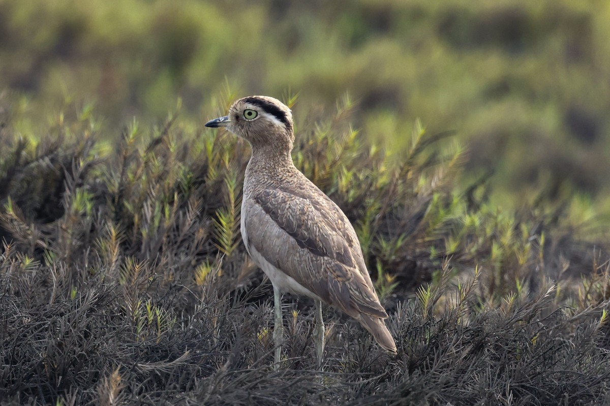 Peruvian Thick-knee - ML627963840