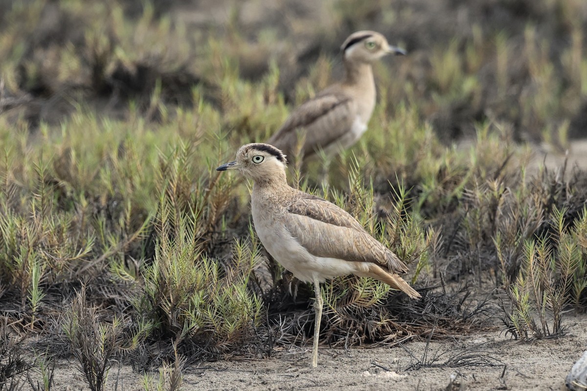 Peruvian Thick-knee - ML627963841