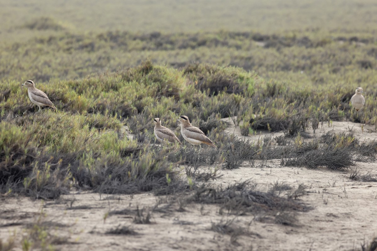 Peruvian Thick-knee - ML627963842