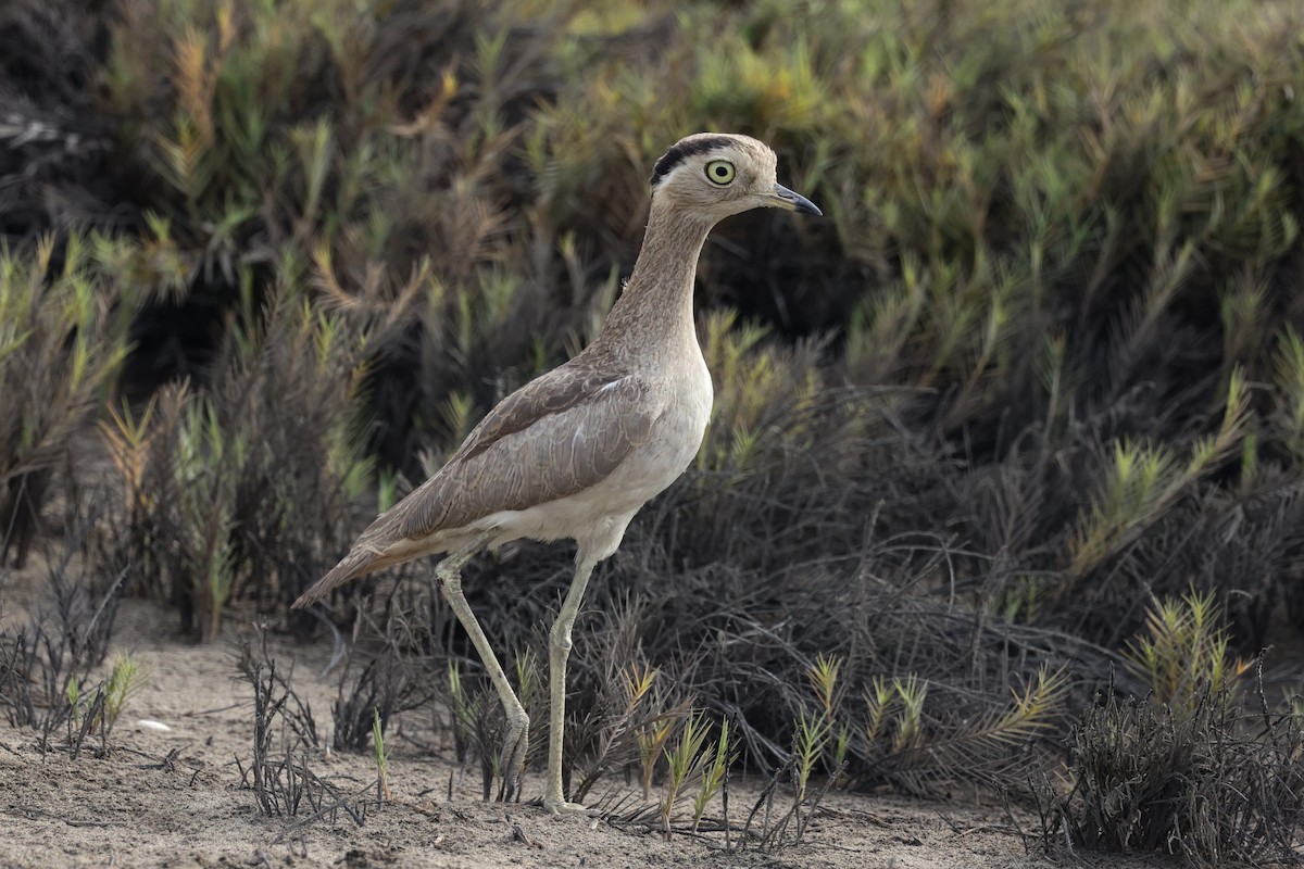 Peruvian Thick-knee - ML627963843