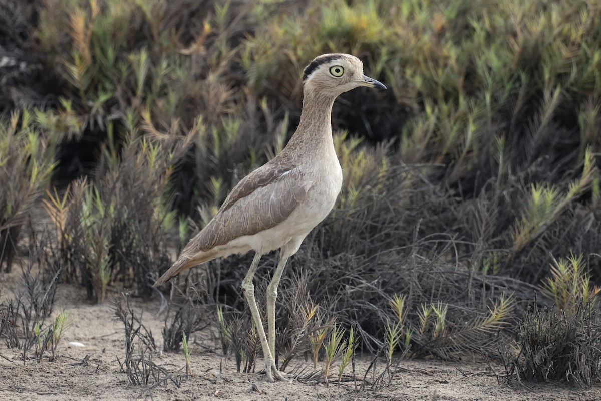 Peruvian Thick-knee - ML627963844