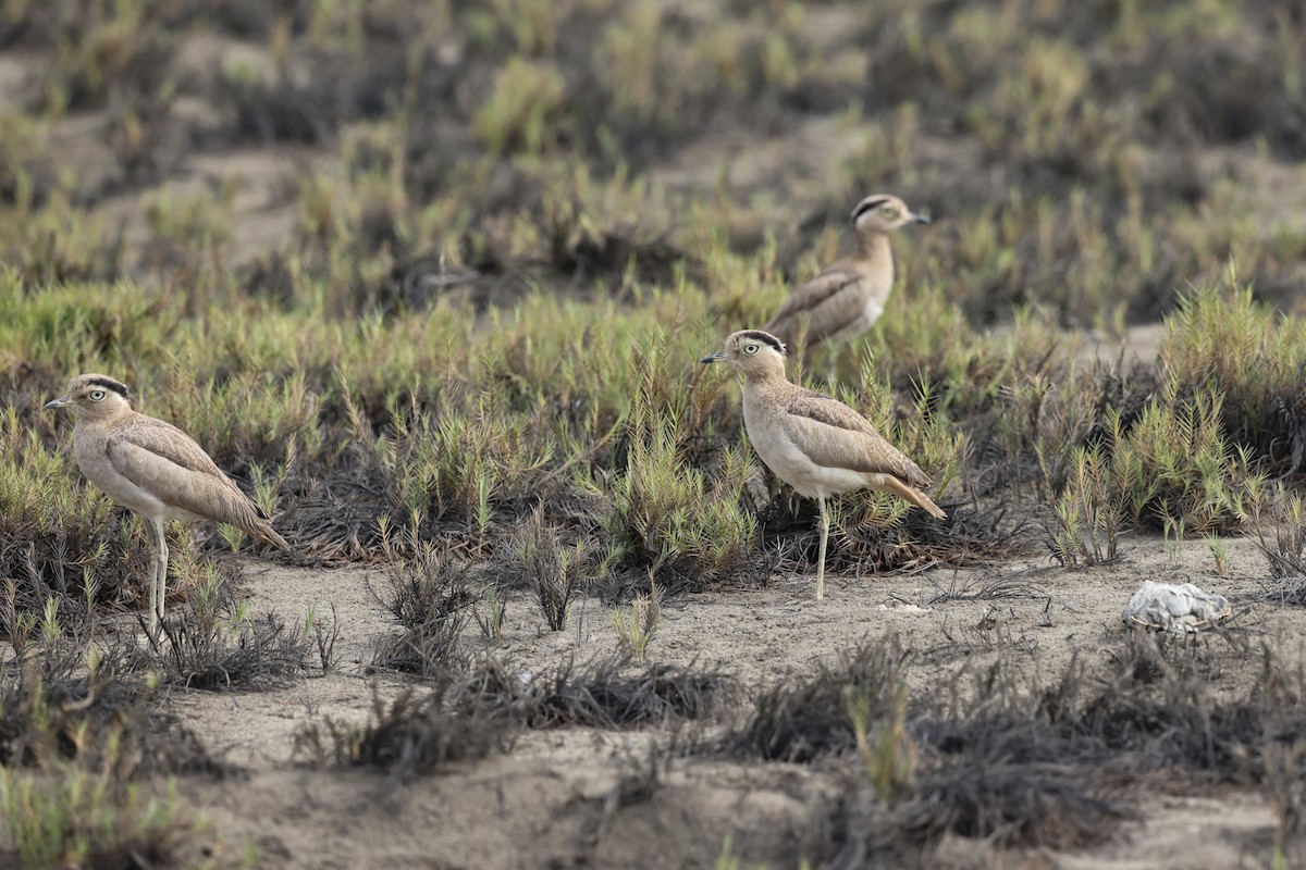 Peruvian Thick-knee - ML627963846