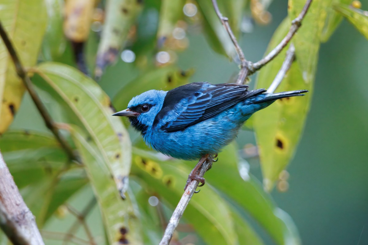 Blue Dacnis - ML627963895