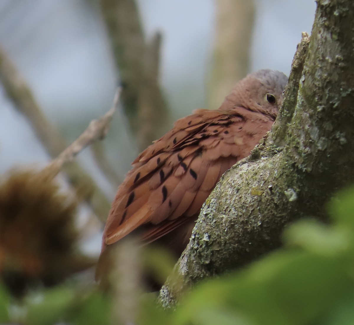 Ruddy Ground Dove - ML627963913