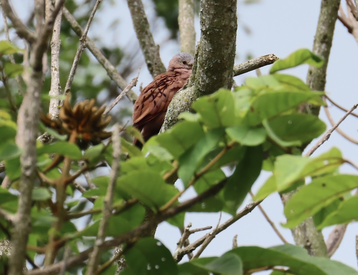 Ruddy Ground Dove - ML627963914