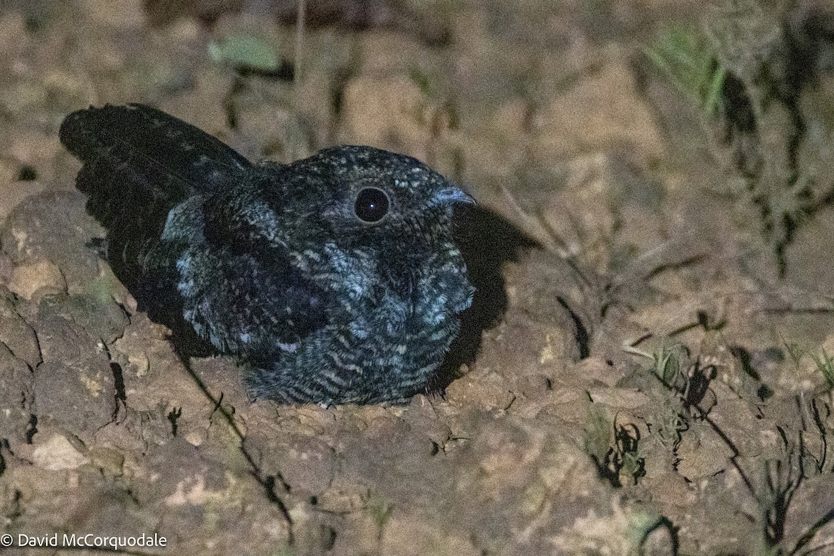 Blackish Nightjar - ML627963928