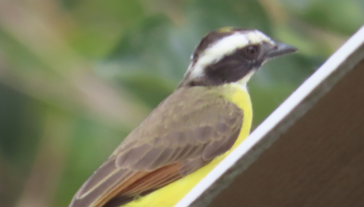 Great Kiskadee - ML627963955