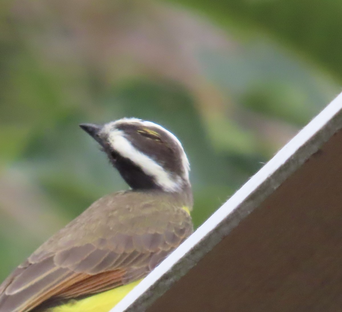 Great Kiskadee - ML627963956