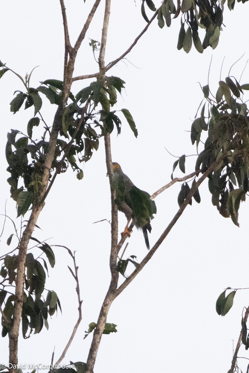 Roadside Hawk - ML627963965