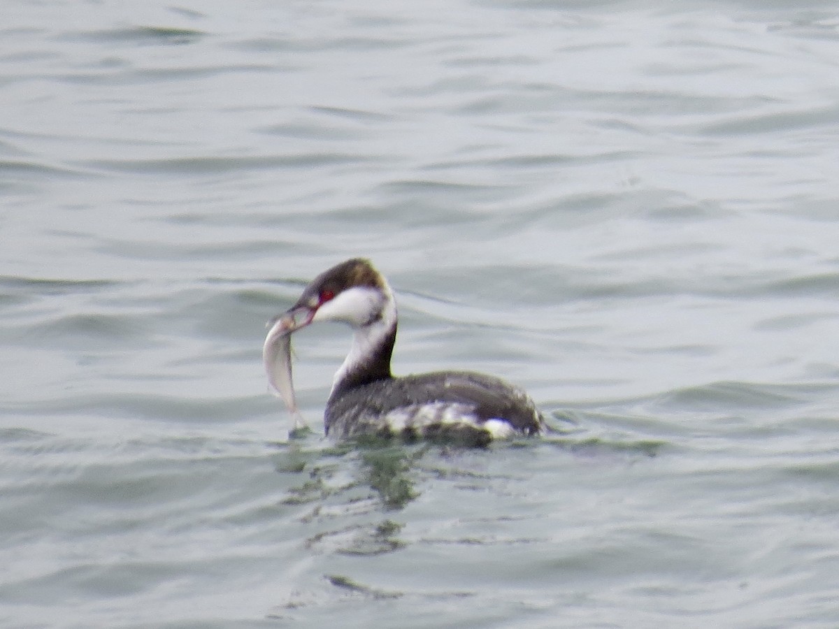 Horned Grebe - ML627963969