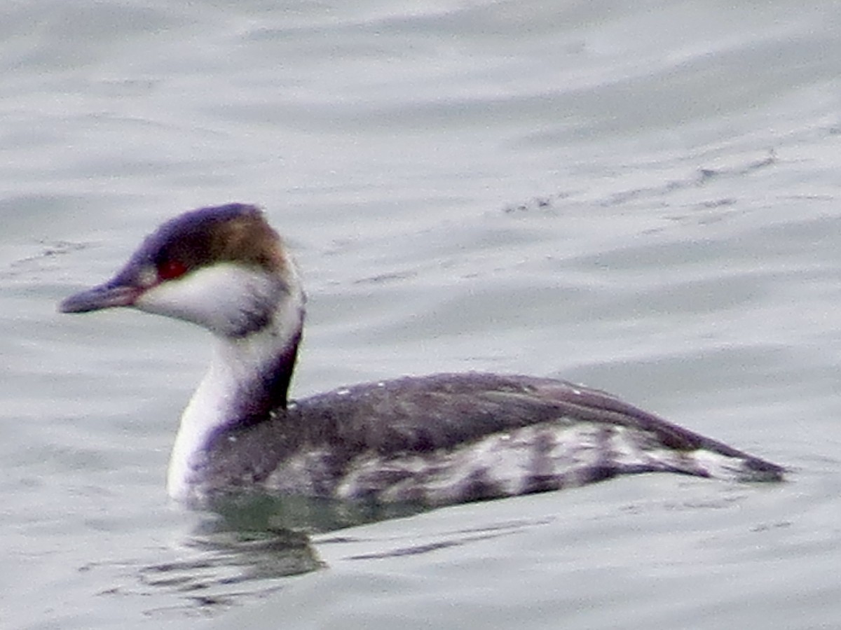 Horned Grebe - ML627963970